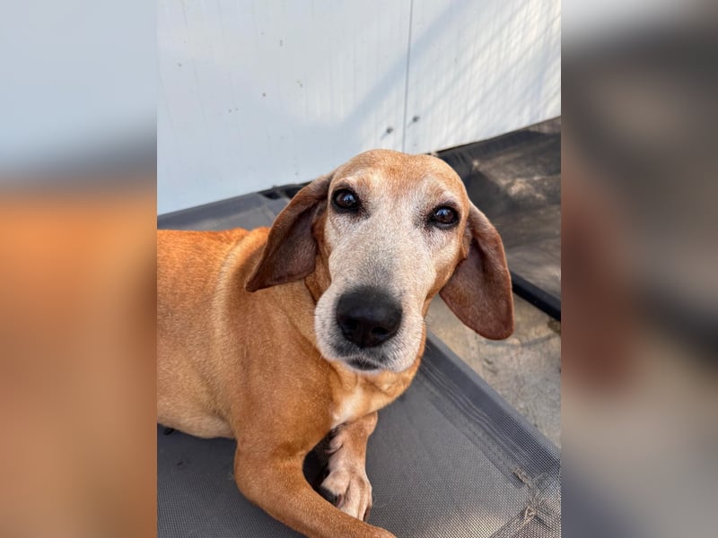 Wundervolle alte Hundedame MAGGIE sucht eine Familie oder Endpflegestelle