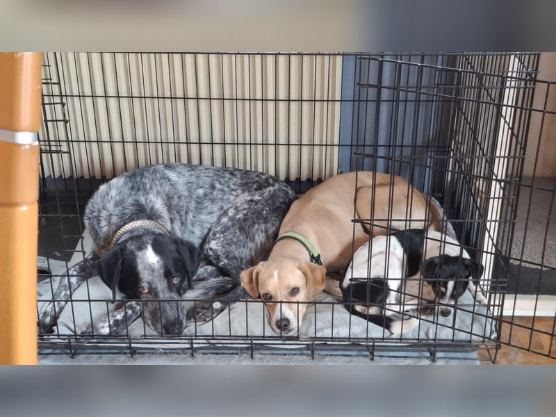Sensibler, fröhlicher und feinfühliger Junghund FIDO sucht eine Familie!