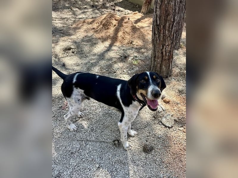 Wunderhübscher und super fröhlicher Junghund BENJI sucht eine Familie