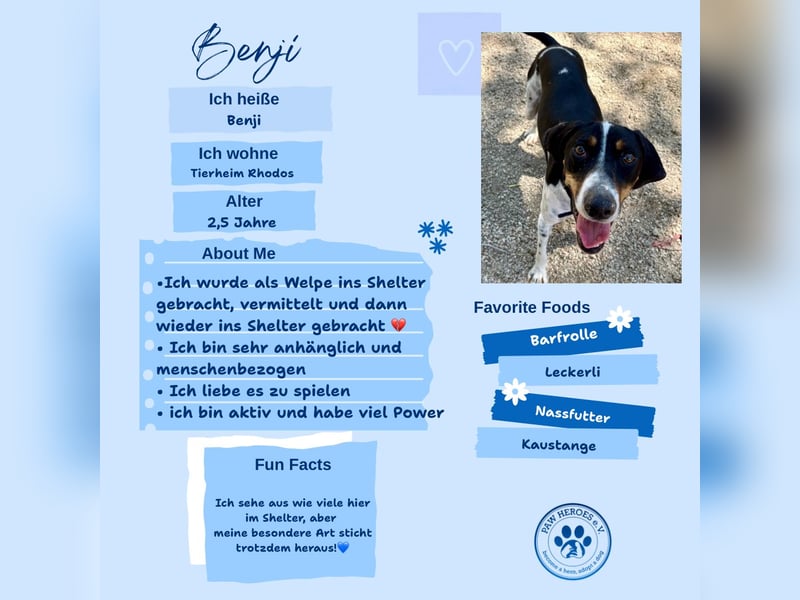Wunderhübscher und super fröhlicher Junghund BENJI sucht eine Familie