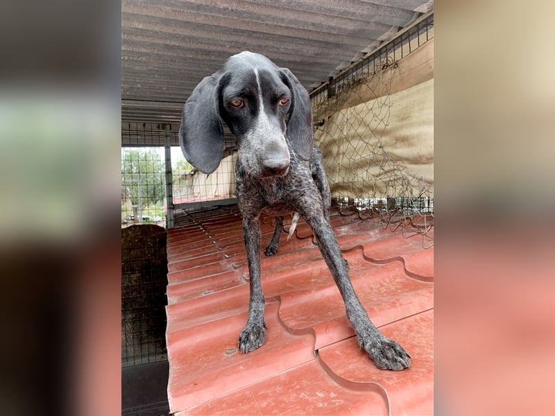 Junge Hundemama RENA sucht eine eigene Familie!