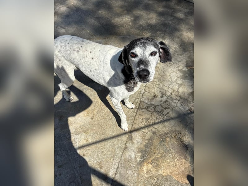 Hundeomi ALICE möchte endlich ein eigenes Zuhause finden!