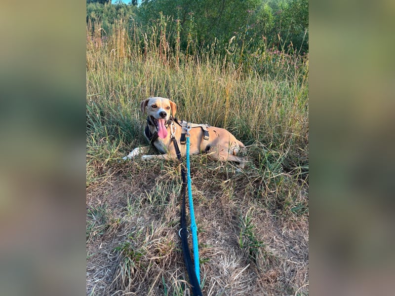 Sensibler, fröhlicher und feinfühliger Junghund FIDO sucht eine Familie!