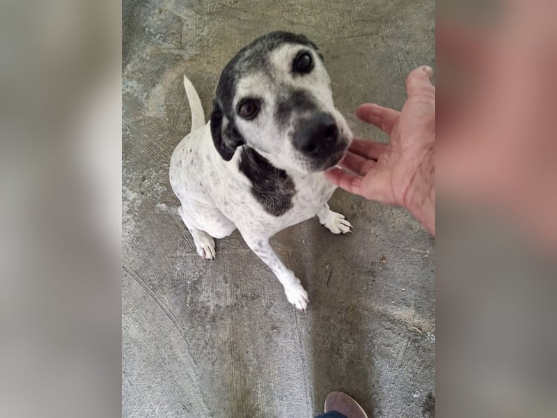 Hundeomi ALICE möchte endlich ein eigenes Zuhause finden!