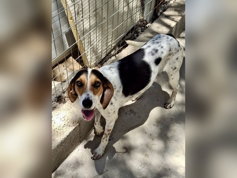 Wunderhübsche Mischlingshündin LISA (3 Jahre) sucht eine Familie!