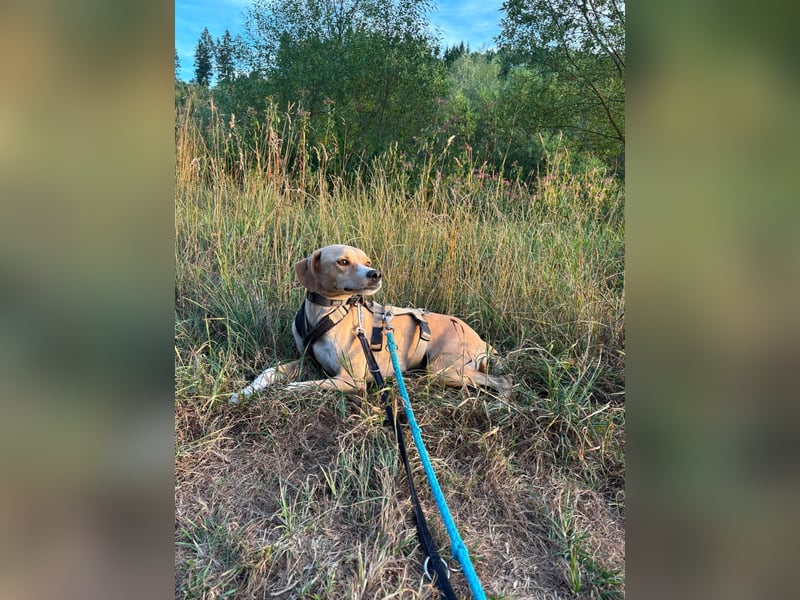 Sensibler, fröhlicher und feinfühliger Junghund FIDO sucht eine Familie!