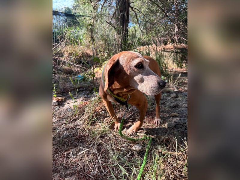 Wundervolle alte Hundedame MAGGIE sucht eine Familie oder Endpflegestelle