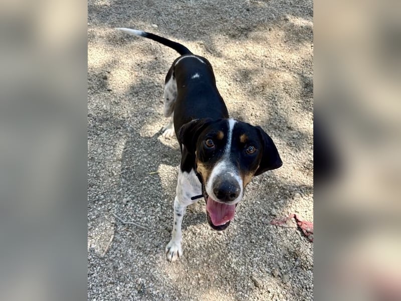 Wunderhübscher und super fröhlicher Junghund BENJI sucht eine Familie