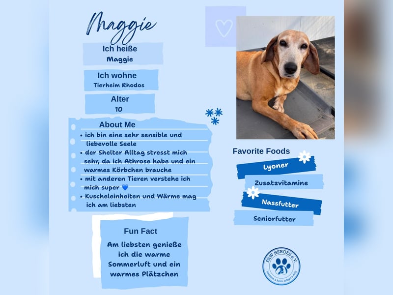 Wundervolle alte Hundedame MAGGIE sucht eine Familie oder Endpflegestelle