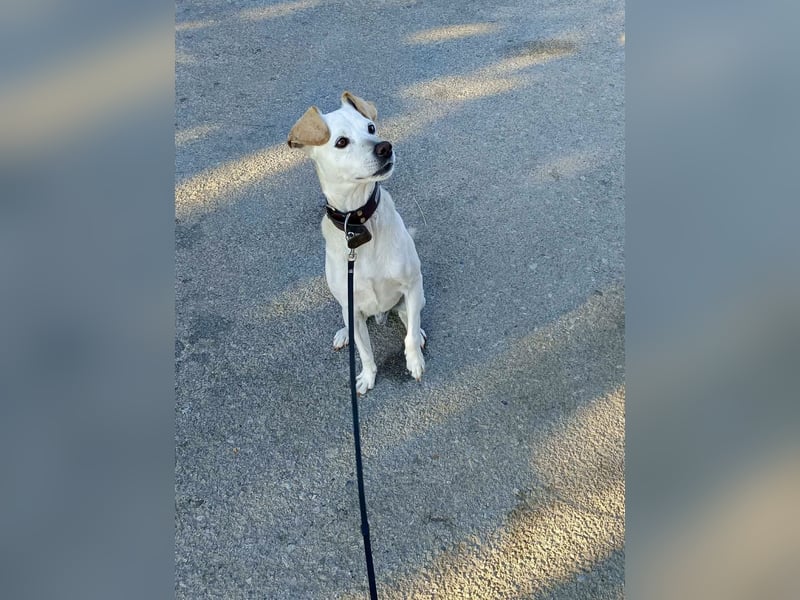 Lebensfroher und freundlicher Mischlingsrüde SUNNY sucht eine neue Familie!