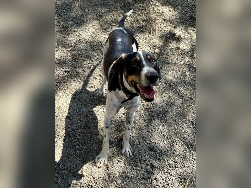 Wunderhübscher und super fröhlicher Junghund BENJI sucht eine Familie