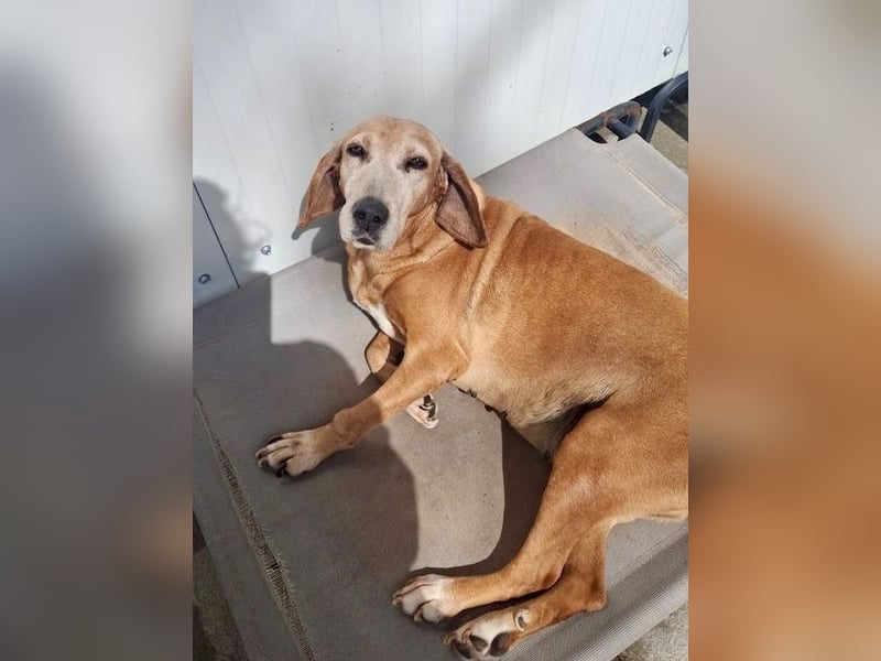 Wundervolle alte Hundedame MAGGIE sucht eine Familie oder Endpflegestelle