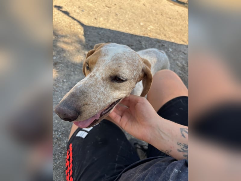 Entspannter und liebevoller Junghund OLE (2 Jahre) sucht eine Familie!