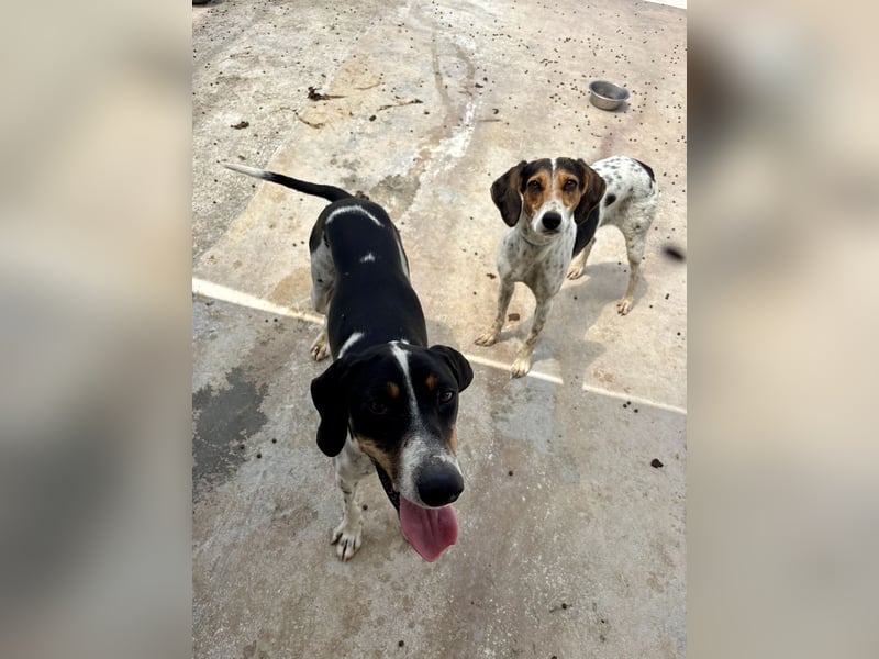Wunderhübscher und super fröhlicher Junghund BENJI sucht eine Familie