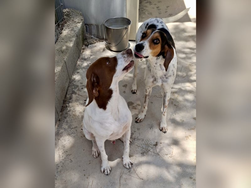 Wunderhübsche Mischlingshündin LISA (3 Jahre) sucht eine Familie!