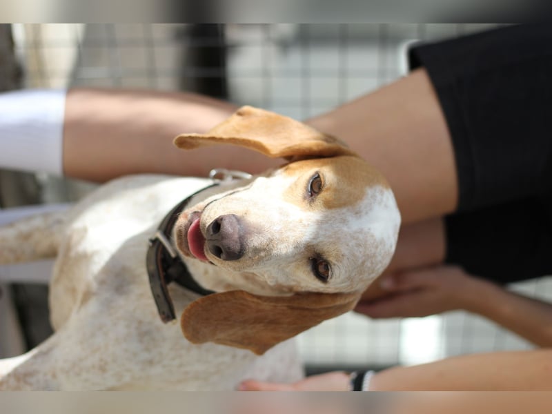 Entspannter und liebevoller Junghund OLE (2 Jahre) sucht eine Familie!