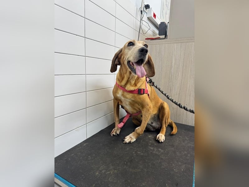 Wundervolle alte Hundedame MAGGIE sucht eine Familie oder Endpflegestelle