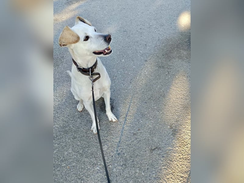 Lebensfroher und freundlicher Mischlingsrüde SUNNY sucht eine neue Familie!