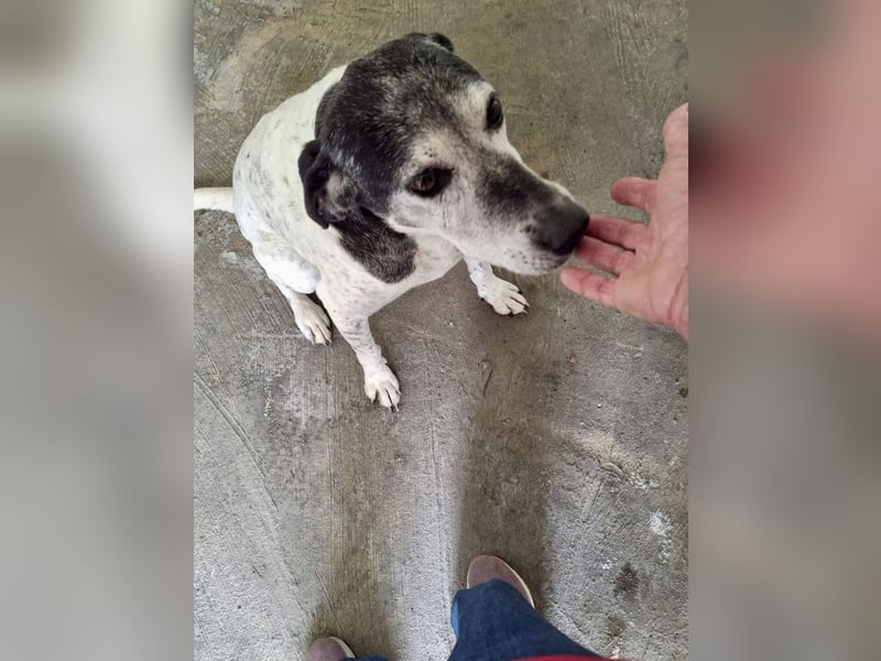 Hundeomi ALICE möchte endlich ein eigenes Zuhause finden!