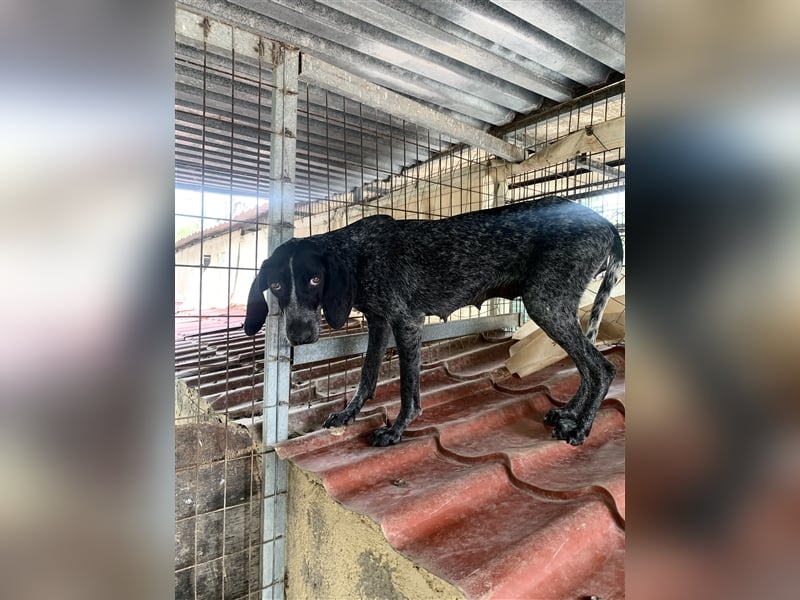 Junge Hundemama RENA sucht eine eigene Familie!