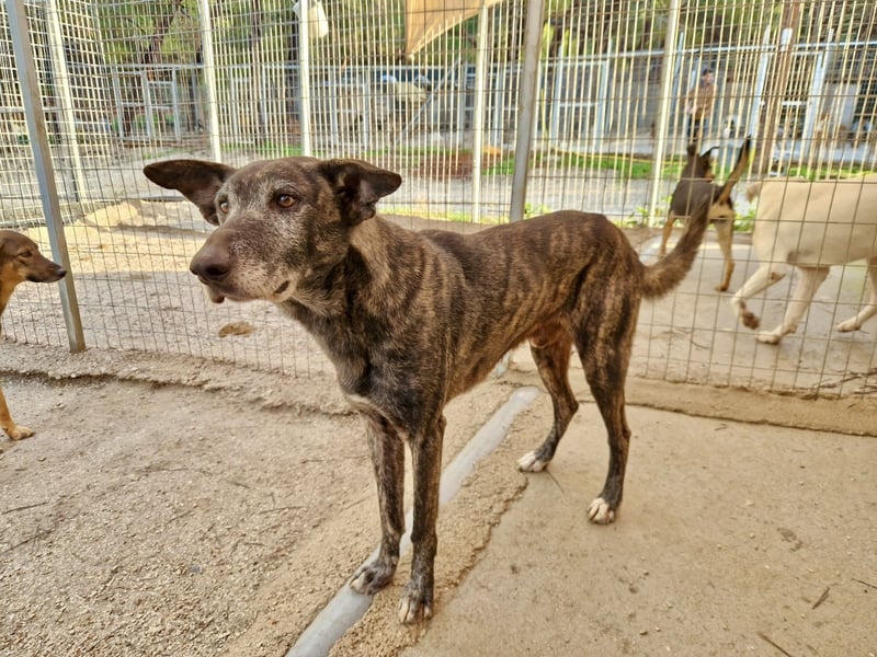 Unfassbar süßer und witziger Mischling TIMON sucht eine Familie