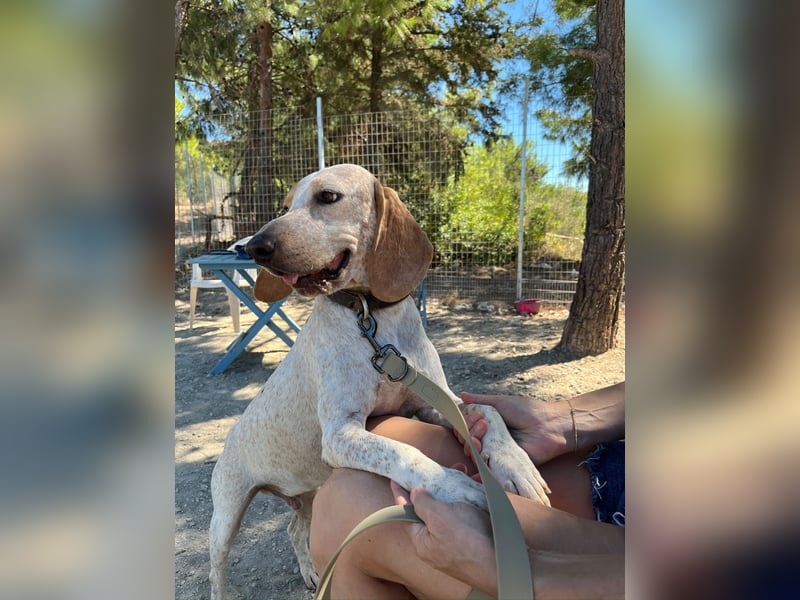 Entspannter und liebevoller Junghund OLE (2 Jahre) sucht eine Familie!
