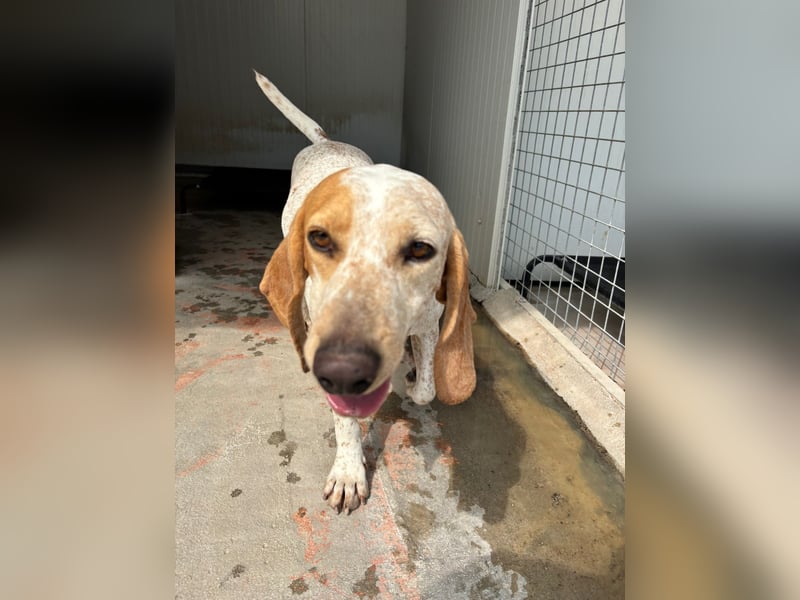 Entspannter und liebevoller Junghund OLE (2 Jahre) sucht eine Familie!