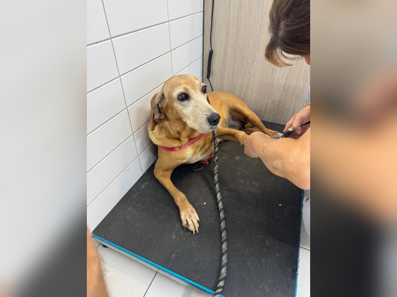 Wundervolle alte Hundedame MAGGIE sucht eine Familie oder Endpflegestelle