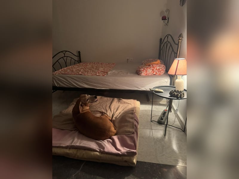 Wundervolle alte Hundedame MAGGIE sucht eine Familie oder Endpflegestelle