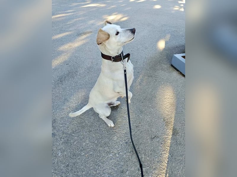 Lebensfroher und freundlicher Mischlingsrüde SUNNY sucht eine neue Familie!