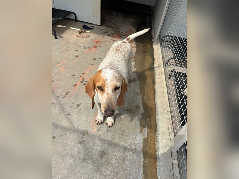 Entspannter und liebevoller Junghund OLE (2 Jahre) sucht eine Familie!