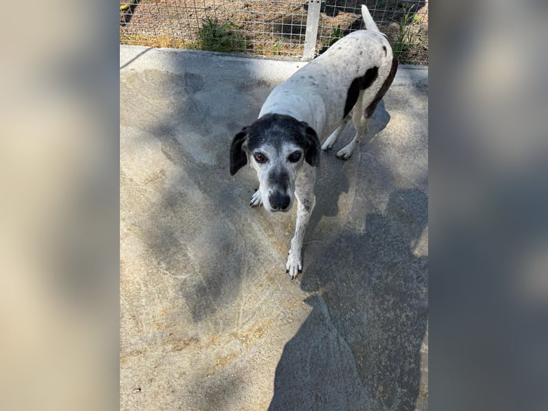 Hundeomi ALICE möchte endlich ein eigenes Zuhause finden!