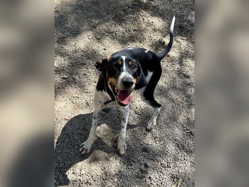 Wunderhübscher und super fröhlicher Junghund BENJI sucht eine Familie