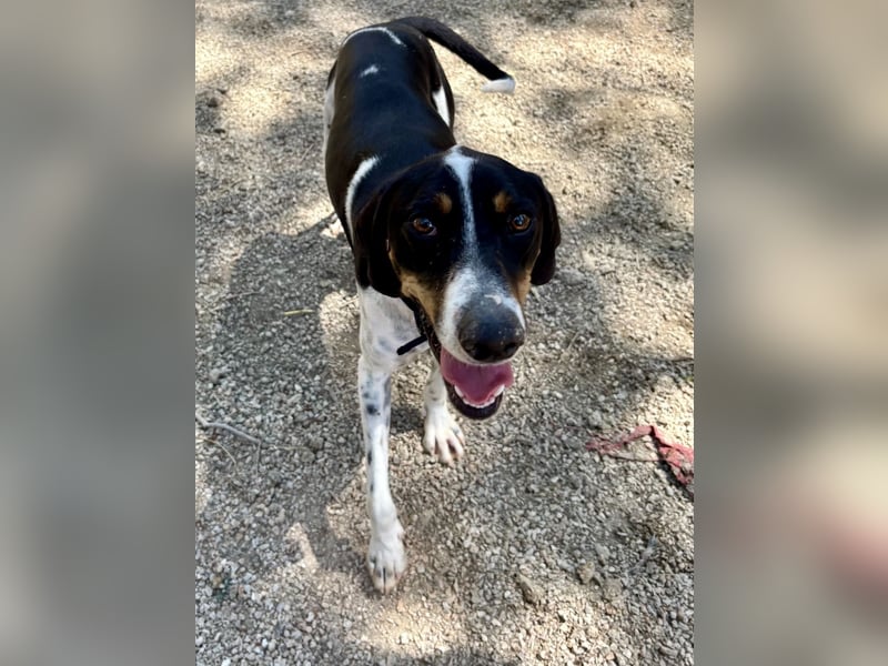 Wunderhübscher und super fröhlicher Junghund BENJI sucht eine Familie