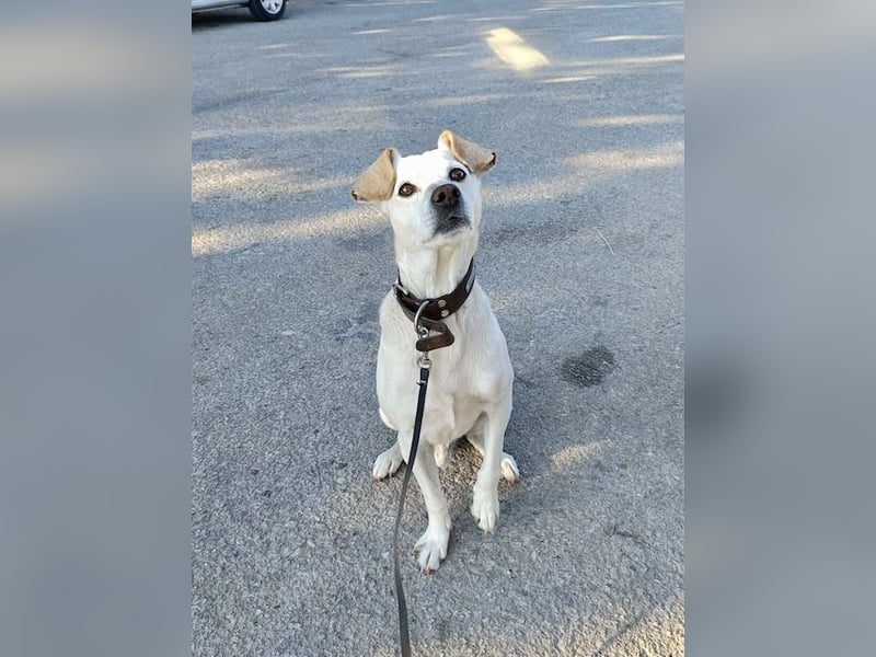 Lebensfroher und freundlicher Mischlingsrüde SUNNY sucht eine neue Familie!