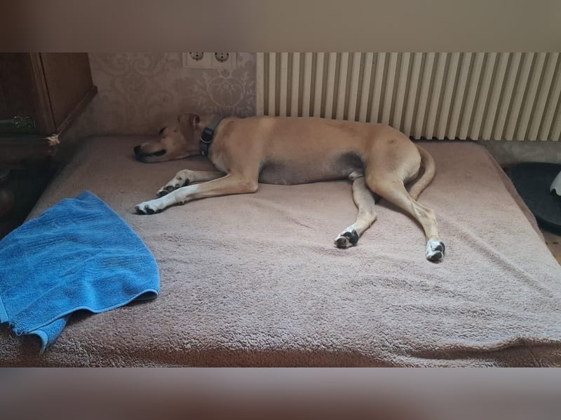Sensibler, fröhlicher und feinfühliger Junghund FIDO sucht eine Familie!