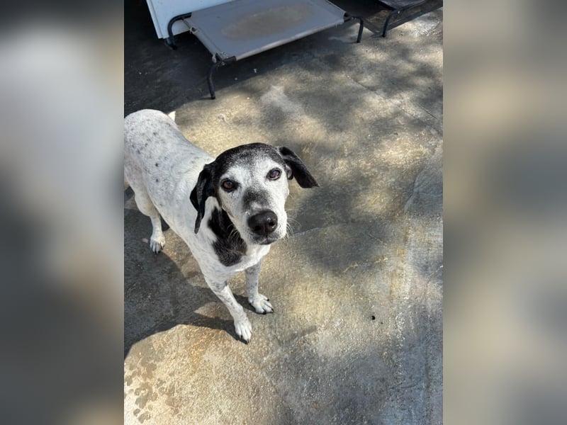Hundeomi ALICE möchte endlich ein eigenes Zuhause finden!