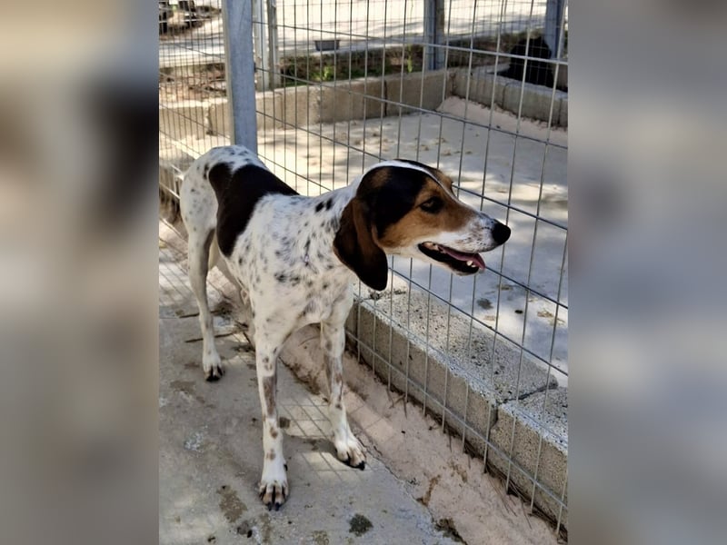 Wunderhübsche Mischlingshündin LISA (3 Jahre) sucht eine Familie!