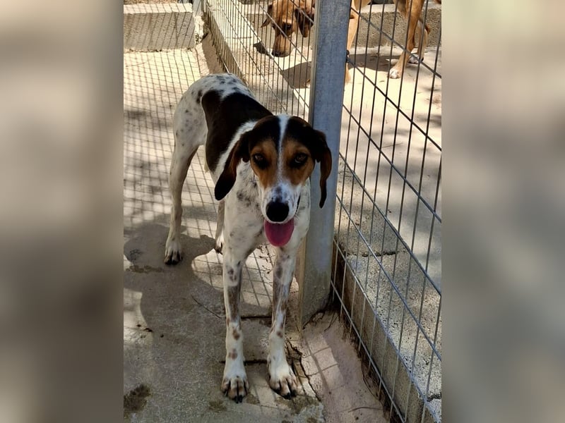 Wunderhübsche Mischlingshündin LISA (3 Jahre) sucht eine Familie!