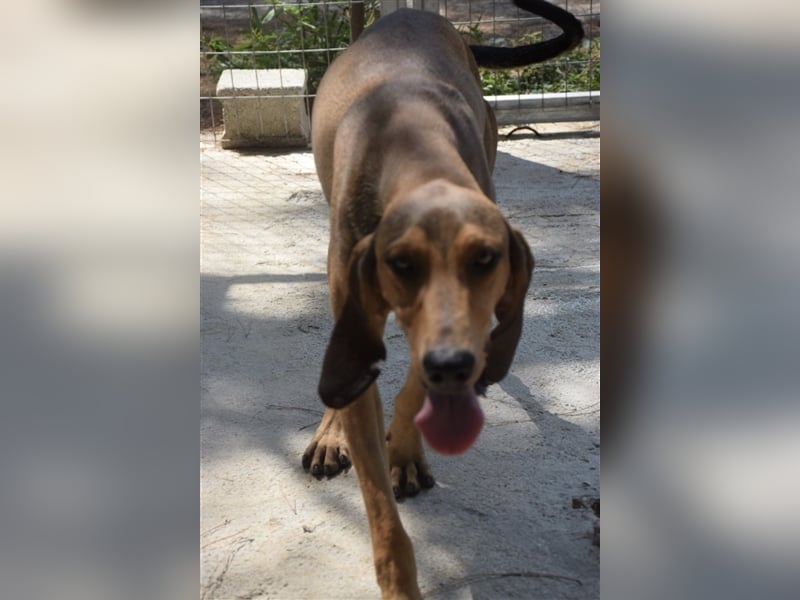 Junghund OZZY (knapp 2 Jahre) sucht eine Familie!