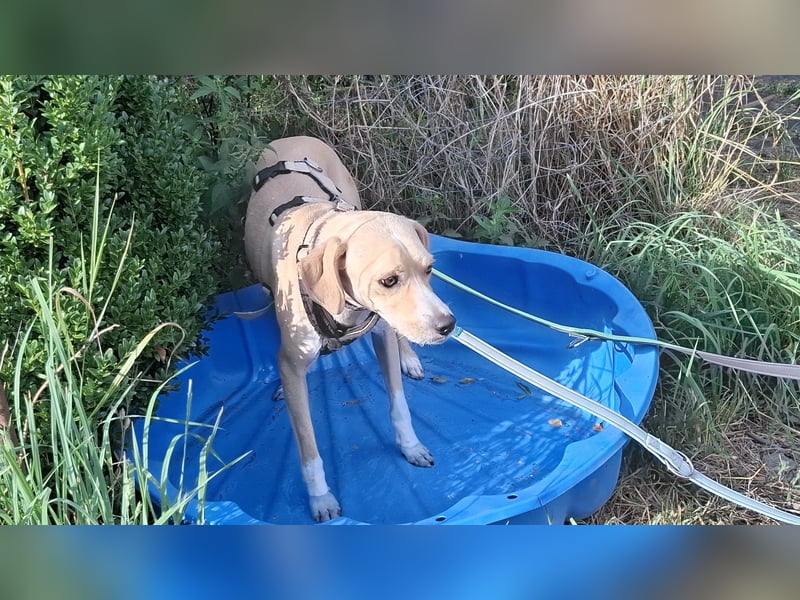 Sensibler, fröhlicher und feinfühliger Junghund FIDO sucht eine Familie!