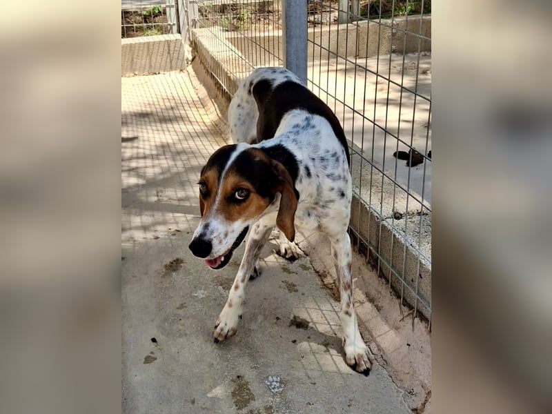 Wunderhübsche Mischlingshündin LISA (3 Jahre) sucht eine Familie!