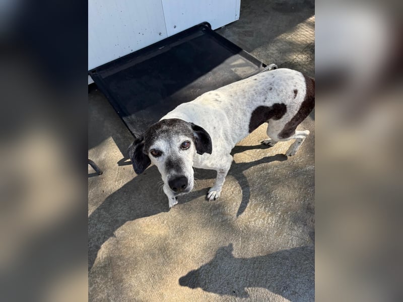 Hundeomi ALICE möchte endlich ein eigenes Zuhause finden!