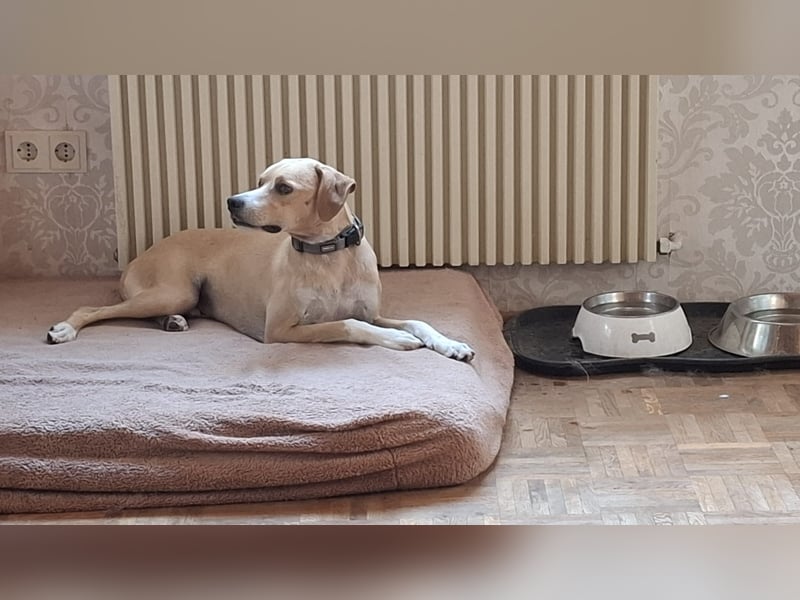 Sensibler, fröhlicher und feinfühliger Junghund FIDO sucht eine Familie!