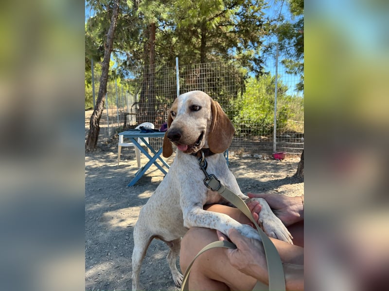 Entspannter und liebevoller Junghund OLE (2 Jahre) sucht eine Familie!