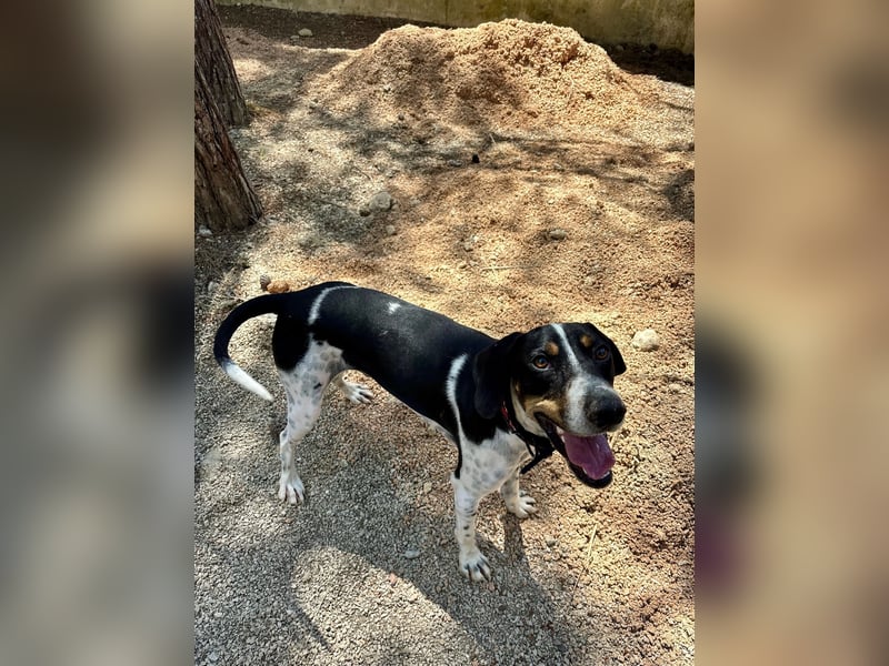 Wunderhübscher und super fröhlicher Junghund BENJI sucht eine Familie