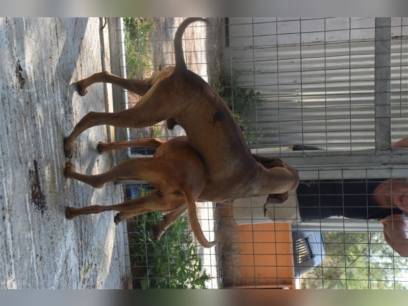 Junghund OZZY (knapp 2 Jahre) sucht eine Familie!