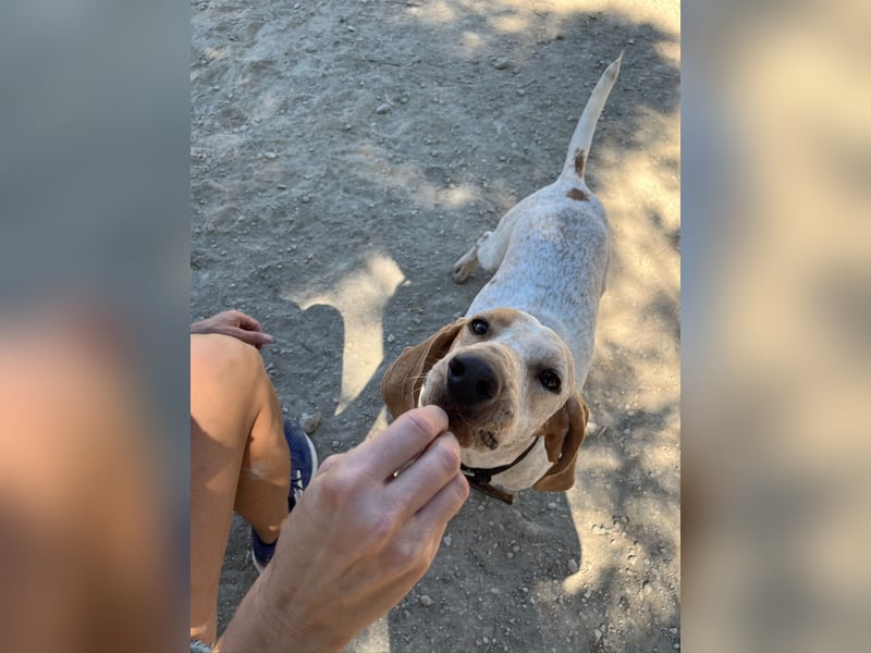 Entspannter und liebevoller Junghund OLE (2 Jahre) sucht eine Familie!