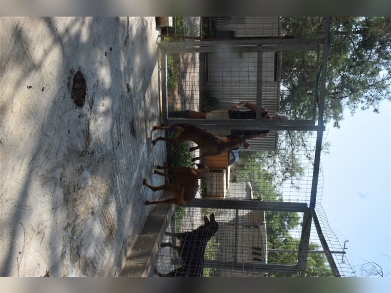 Junghund OZZY (knapp 2 Jahre) sucht eine Familie!