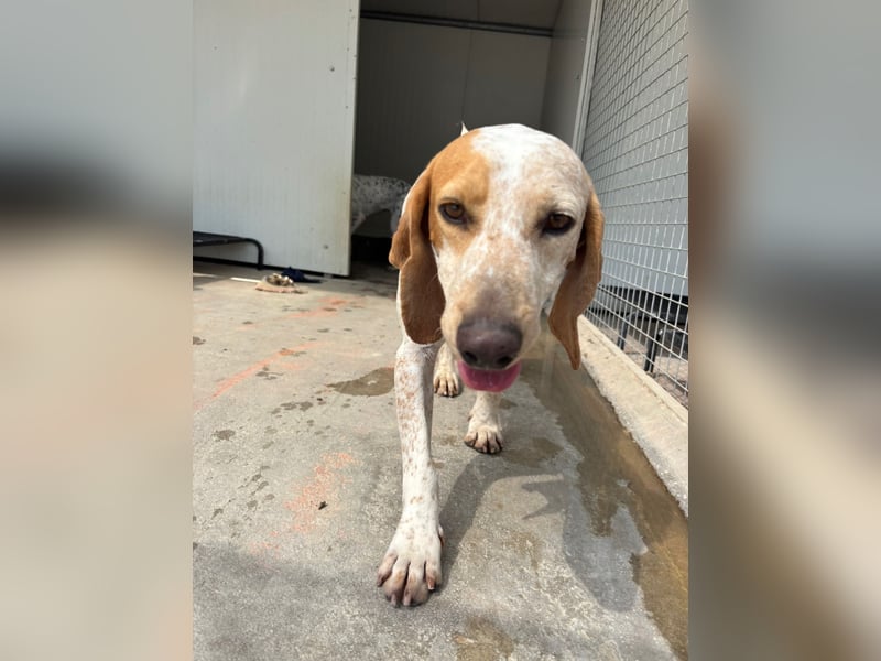 Entspannter und liebevoller Junghund OLE (2 Jahre) sucht eine Familie!